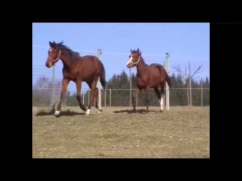 Casito v.d.W. geb. 21.04.2013, zu verkaufen, Cash&Carry Abstammung, Pferdehof Wührer