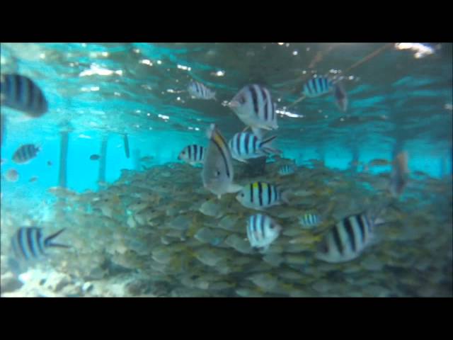 Snorkeling in Cebu Philippines