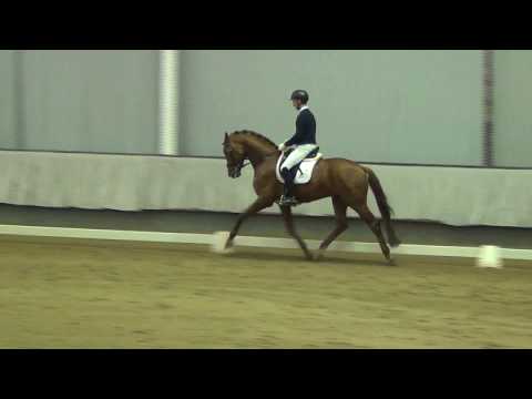 FONQ & Philipp Hess - Sporttest f. 4j. Dressurhengste