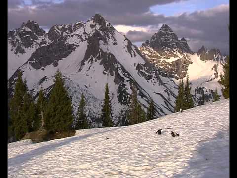 Murmeltiere - Im Bann dieser Berge