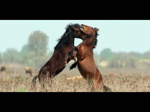 Untamed Romania (2019) Trailer