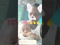 Olamide TOTORI Ft Wizkid