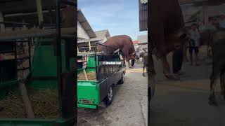 Download lagu LOMPAT MOBIL🔥MBEROT NDADI‼️#shortvideo #shorrts #shorts #fypシ゚viral #masbjahsapi #maturafarm #fyp mp3