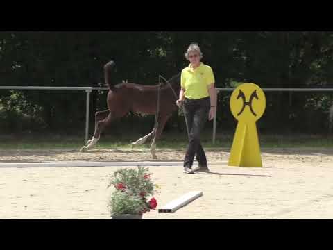 HF v  Zauberlehrling   Foundation