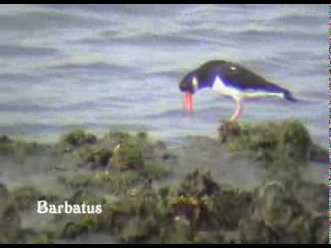 Ostrero ( Haematopus ostralegus ) Oystercatcher