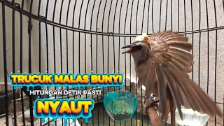 Download lagu trucukan gacor dan trucukan ropel panjang ini AMPUH buat pancingan trucukan agar bunyi  mp3 Download lagu trucukan gacor dan trucukan ropel panjang ini AMPUH buat pancingan trucukan agar bunyi  mp3