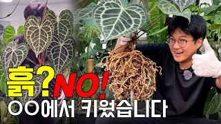 요즘 누가 안스리움 흙에 심음? ㅣ괴물 뿌리 만든 비결 공개합니다 ㅣ 클라리네비움 타란튤라 분갈이