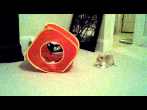 Cate and Lib Carnival