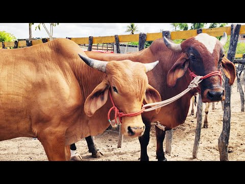 FEIRA DO GADO NO BOLA EM PANELAS-PE  23-11-2025 #nordeste