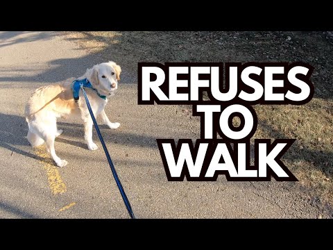 If Your Dog Stops Walking and REFUSES to Move, Do This!