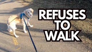 If Your Dog Stops Walking and REFUSES to Move, Do This!