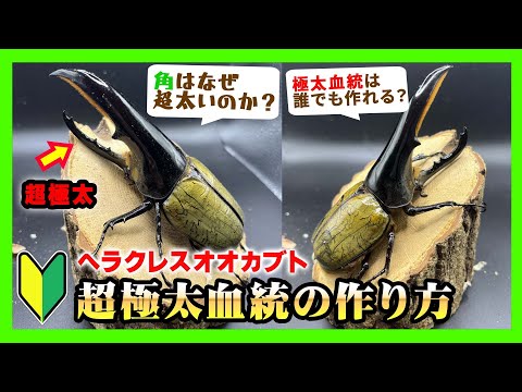 ヘラクレス ダイナストについて詳しく解説