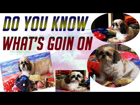 And then my travel bag is packed | Pet Travel Tips | Things to carry while travelling with pet Video