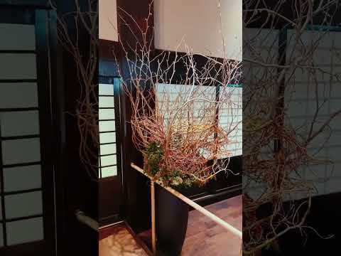 折れた柳、ひび割れた柳 植物