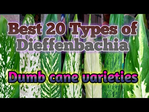, title : 'Dieffenbachia or Dumb cane varieties | Types of Dieffenbachia'