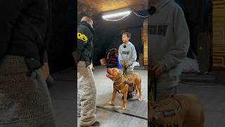 Pitbull Protects Boy from Attack 😍