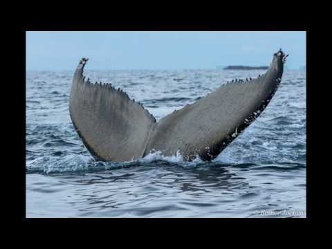 download lagu mp3 mp4 Walbeobachtung Lofoten, download lagu Walbeobachtung Lofoten gratis, unduh video klip Walbeobachtung Lofoten