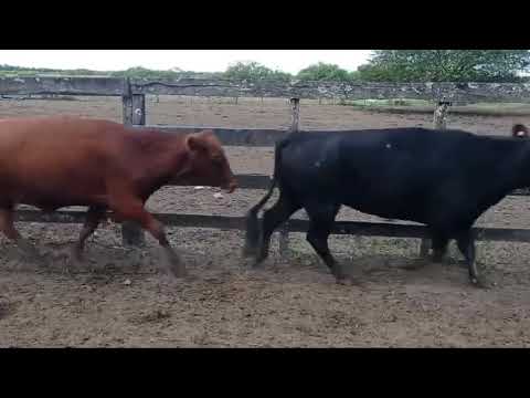 Vacas en Puerto Tirol, Chaco.