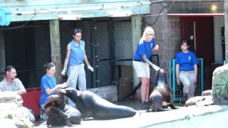 preview picture of video 'Sea Lion Enrichment Session @ Pittsburgh Zoo & PPG Aquarium'