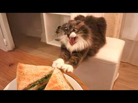 Les chats sont si dramatiques à propos de la nourriture vidéos drôles de chats 2025