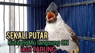 Download lagu Suara Burung Kutilang Gacor ASLI Tanpa isian, Ampuh untuk Pikat Kutilang bikin kutilang Ribut TARUNG mp3