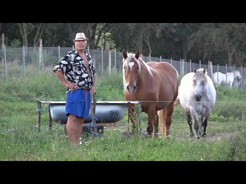 Caii lui Pufi de la Gilau, Cluj - 2020 Nou!!!