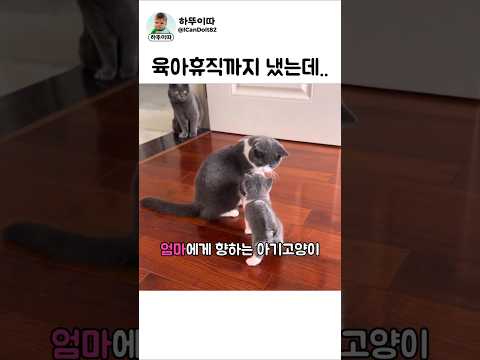 아빠에게 육아란?? #고양이 #cat #cute