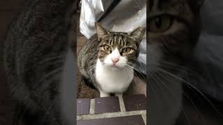 ご飯あげなかったから、猫パンチされた#shorts #ショート