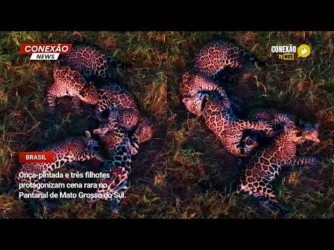 Vídeo: Onça-pintada e três filhotes protagonizam cena rara no Pantanal de Mato Grosso do Sul.