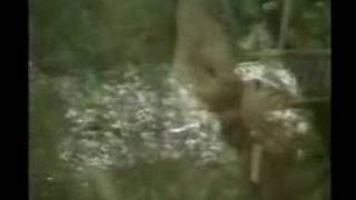 Clifford T Ward (live 5)