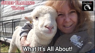 Discover The Beauty Of Sheep Farming: Ewetopia Farms Vlog