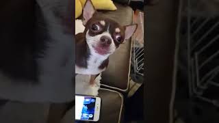 Chihuahua Howls Along to Star Wars Score