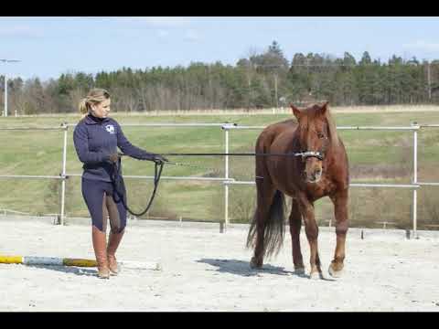 Jacko - 10 Wochen Reha-Beritt bei Chevalnité