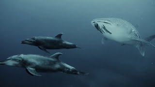 Whale Shark with Dolphin Duo || ViralHog