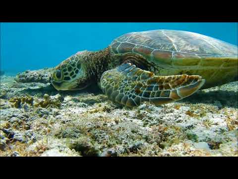 ウミガメは何を食べますか?