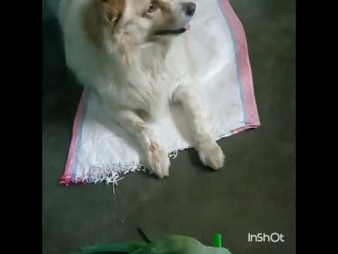 Dog and parret  friendshipnever seen take alook