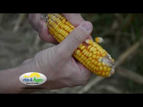 PROGRAMA RIO4AGRO 15 03 BLOQUE 1 HD