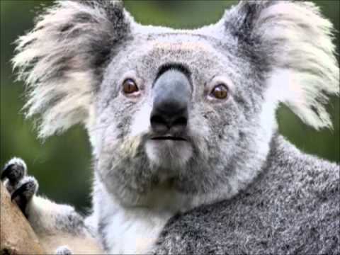 SUZY   PHILIPPE SWAN