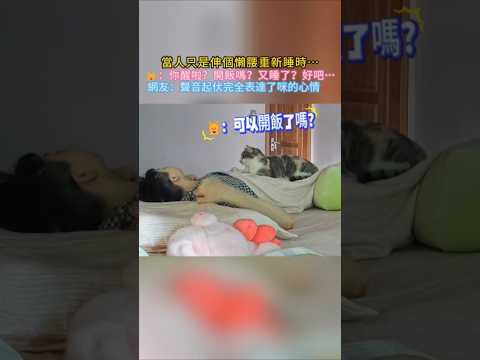 當人只是伸個懶腰重新睡時…🐱：你醒啦？開飯嗎？又睡了？好吧…網友：聲音起伏完全表達了咪的心情 #cat #cute ##shorts #funnyvideo #funny