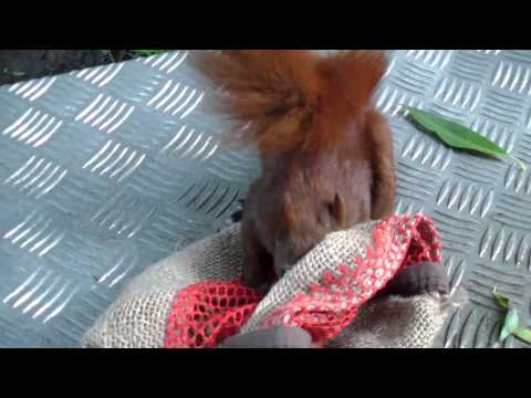 Ob Gier auch Hamburger Eichhörnchen blind macht?