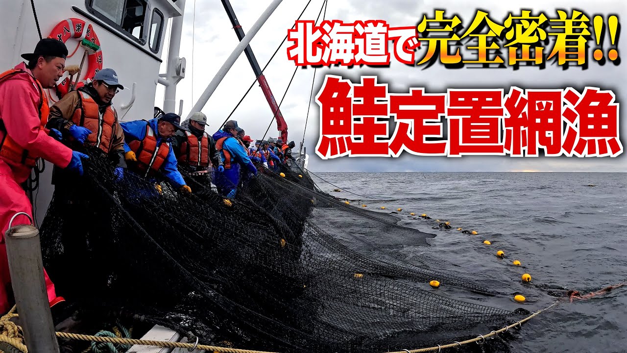 新造船で獲る秋鮭！流通が極めて少ないレアな鮭『めじか』とは!?