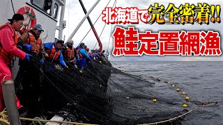 新造船で獲る秋鮭！流通が極めて少ないレアな鮭『めじか』とは!?