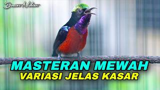 Download lagu MASTERAN KONIN GACOR FULL TEMBAKAN VARIASI BELALANG EMAS MEWAH KASAR COCOK UNTUK KOLIBRI NINJA BAHAN mp3