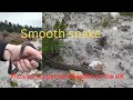 Searching For Smooth Snakes Coronella Austriaca In The UK Dorset