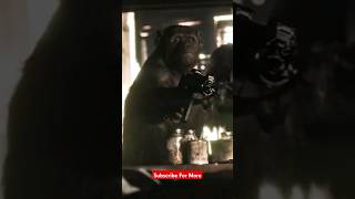 Rocket || planet of the apes #planetoftheapes #caesar #apes #warfortheplanetoftheapes