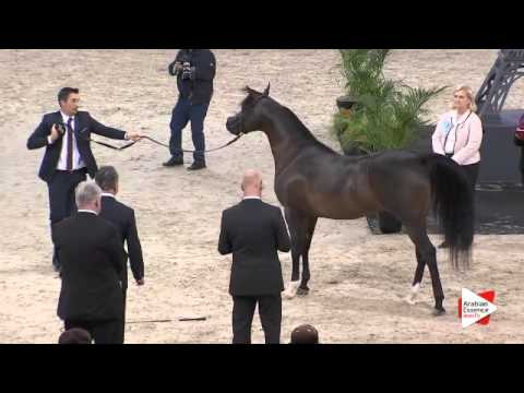 N.121 VAN GOGH AM - Paris 2015 - 4+ year old Stallion (Class CM6 A)