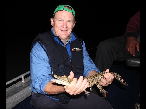 Krokodíl morský (Crocodylus porosus) — Austrália, severozápadný Kimberley