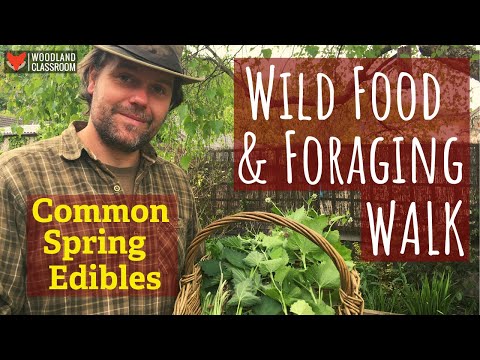 Wild Food & Foraging Walk: 13 Common Spring Edibles