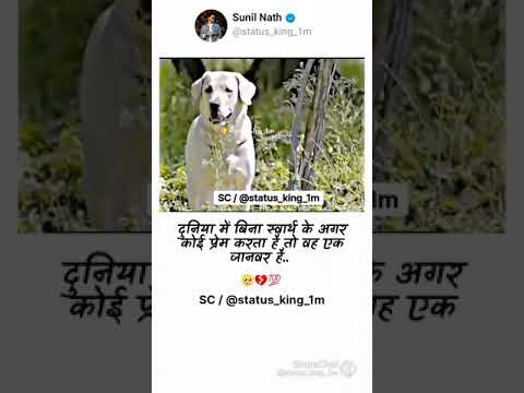 dog is a pat animal 😼😸!! dogi ek bafadar jabber hai