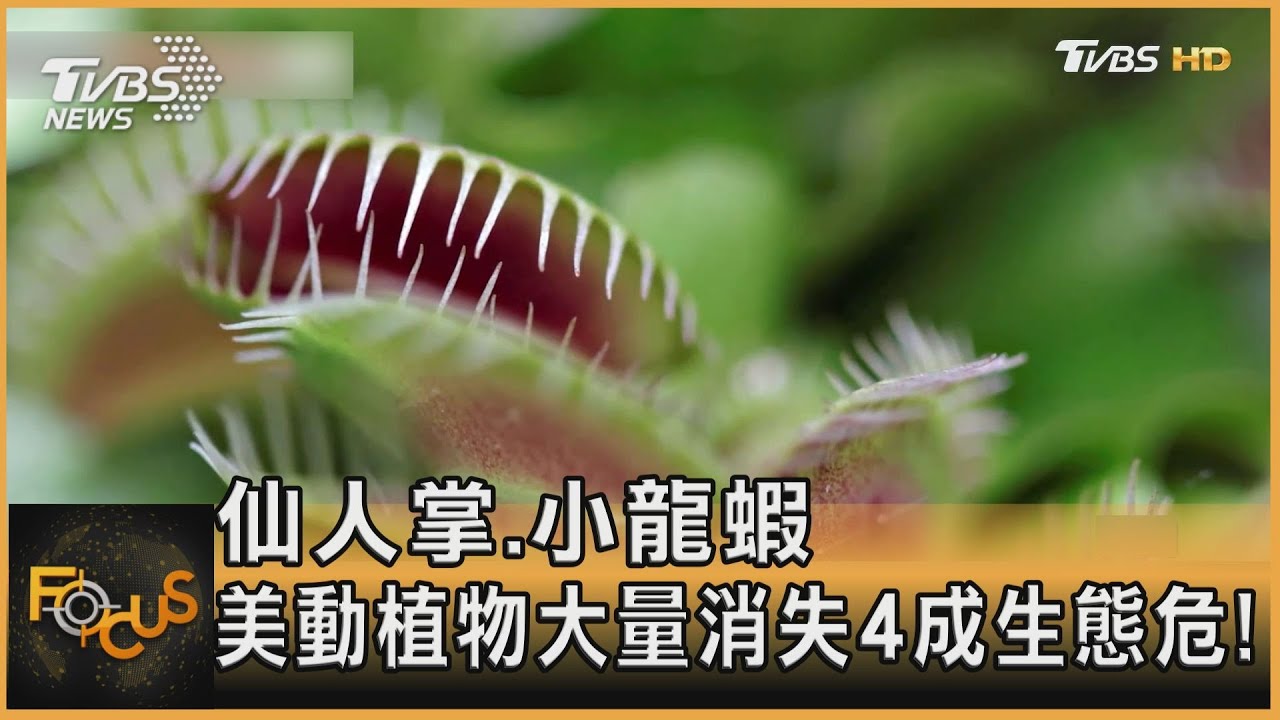 仙人掌.小龍蝦 美國動植物大量消失.4成生態危!